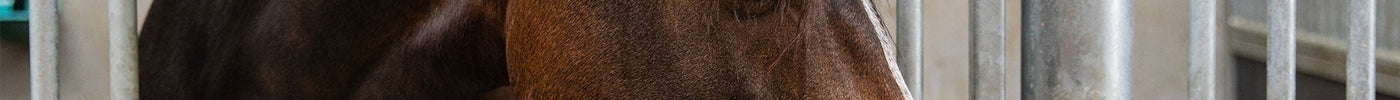Help! Mijn paard moet op boxrust!