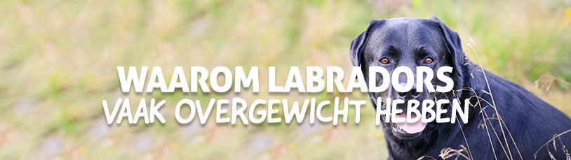 Waarom Labradors vaak overgewicht hebben
