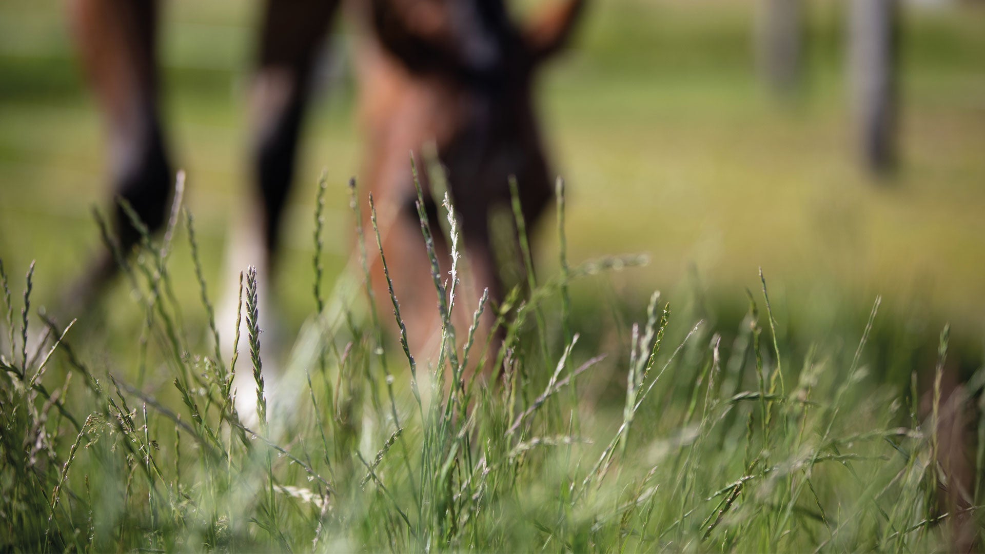 9 Tips om de paardenweide gezond te houden