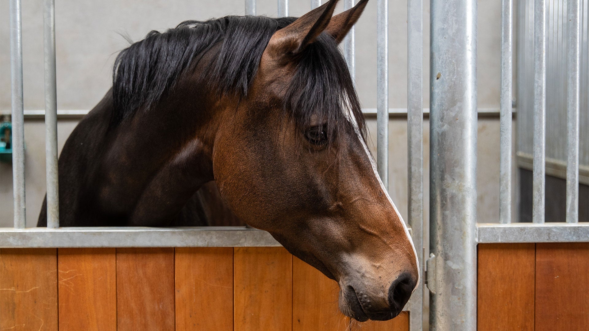 Help! Mijn paard moet op boxrust!