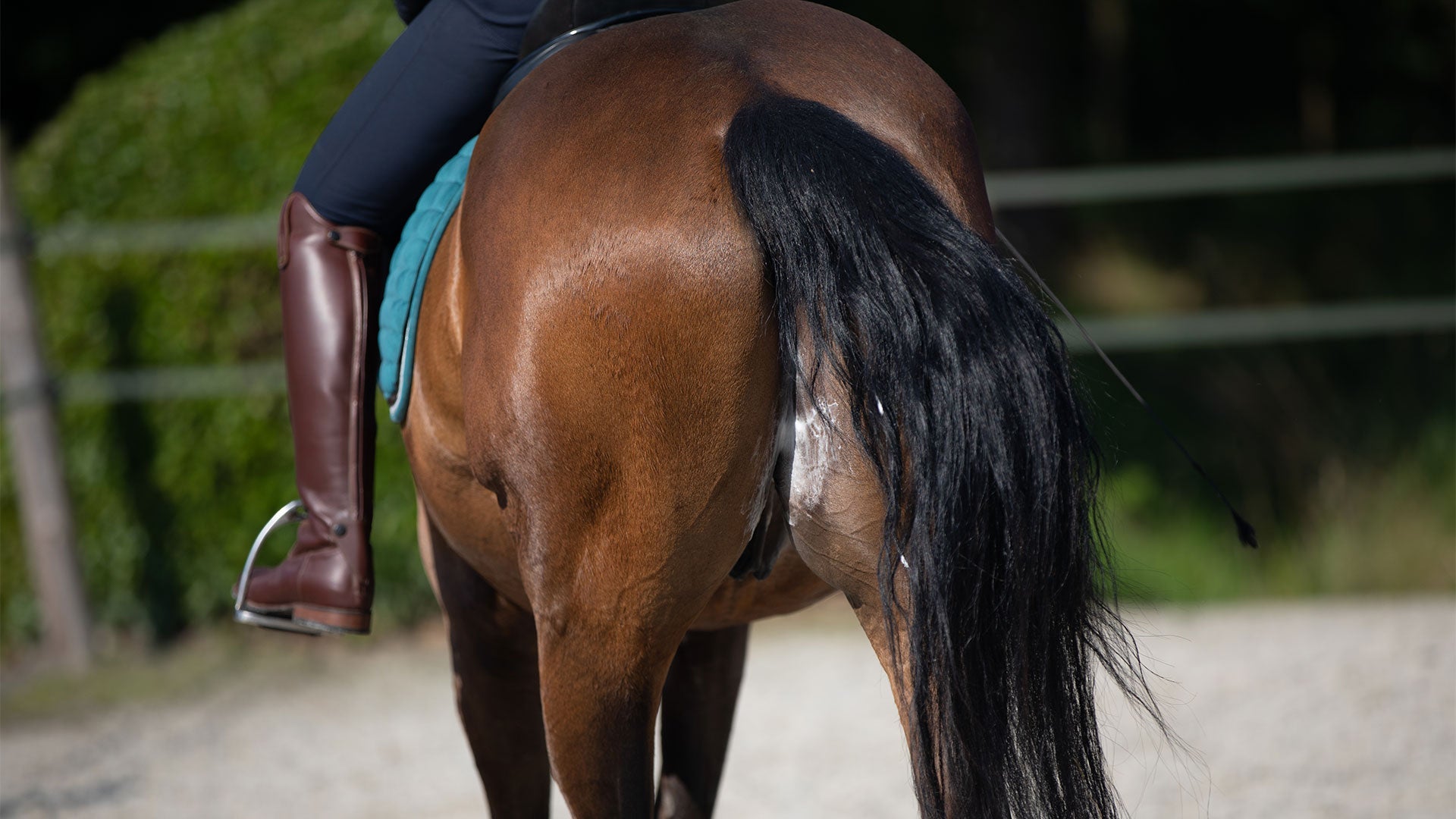 Elektrolyten of keukenzout voor je paard?