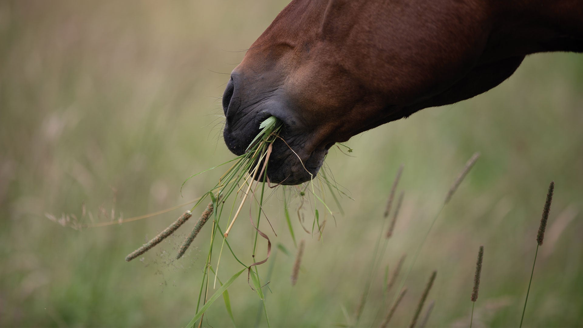 Welk gras is geschikt voor paarden?