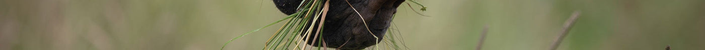 Welk gras is geschikt voor paarden?