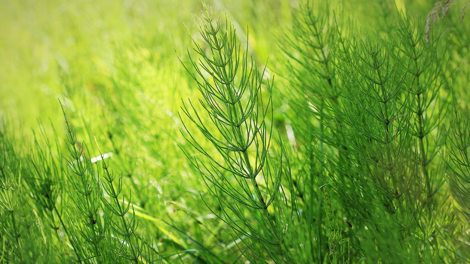 Is Heermoes giftig of gezond voor paarden?