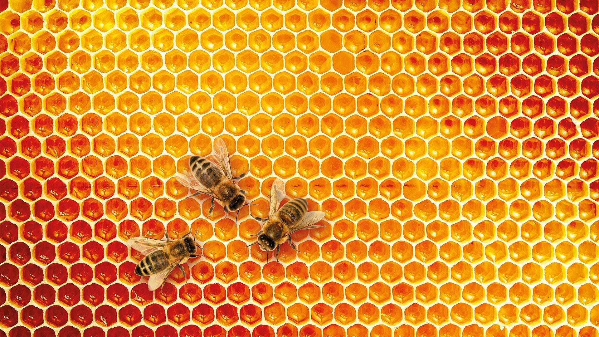 HoningZalf, een wonderlijk product
