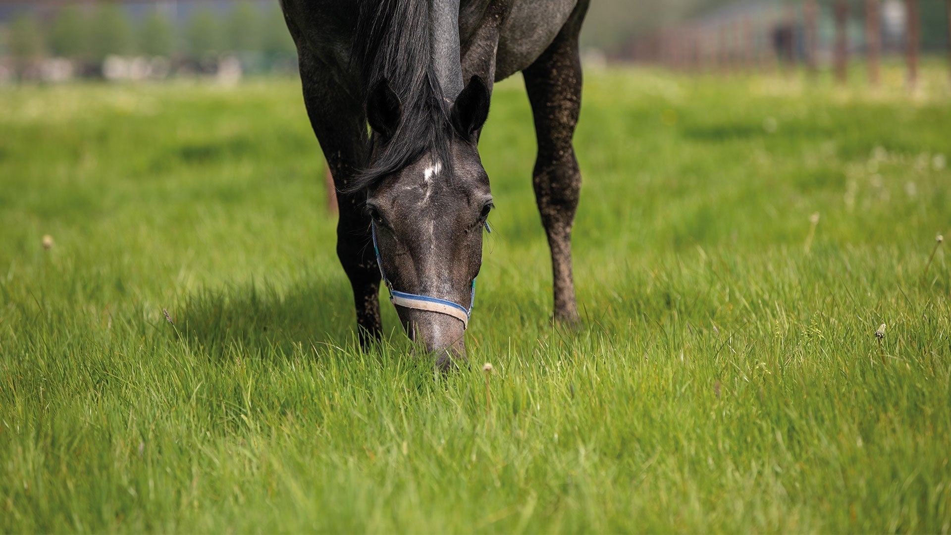 Waarom koeiengras geen paardengras is