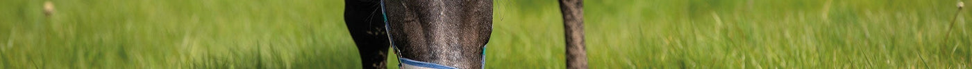 Waarom koeiengras geen paardengras is
