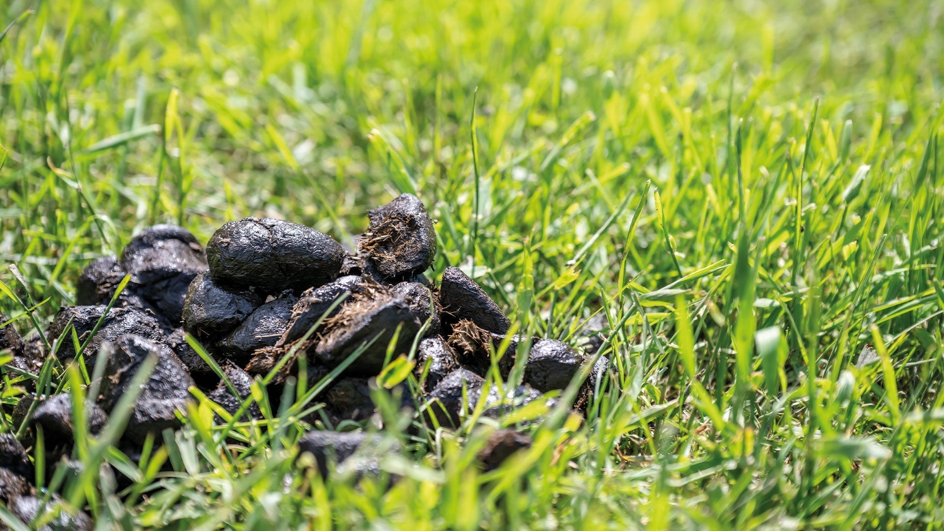 Paardenmest op de weide