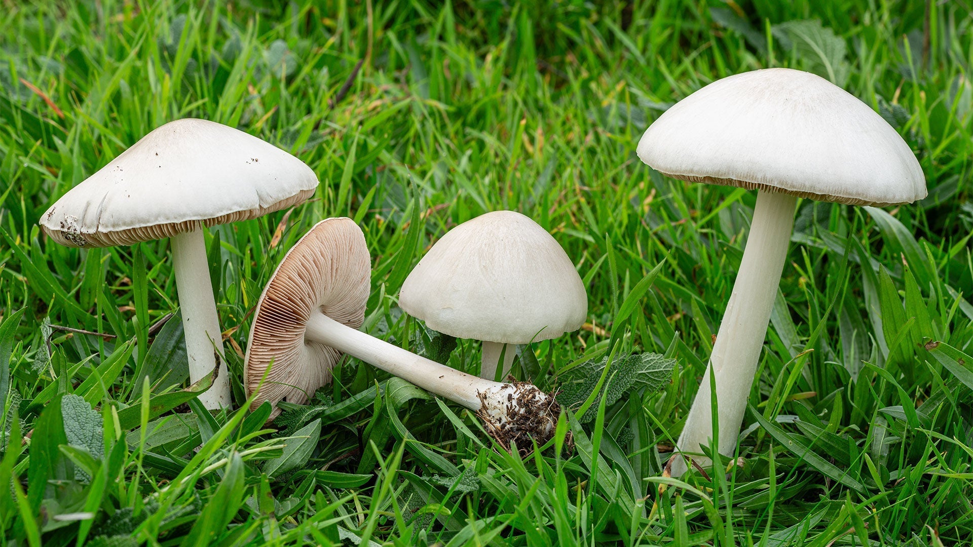 Paddenstoelen in de paardenweide: onschuldig of een gevaar?