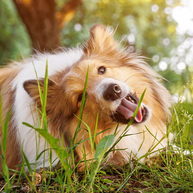 Help! Mijn hond eet gras!