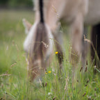 WeideGraszaad