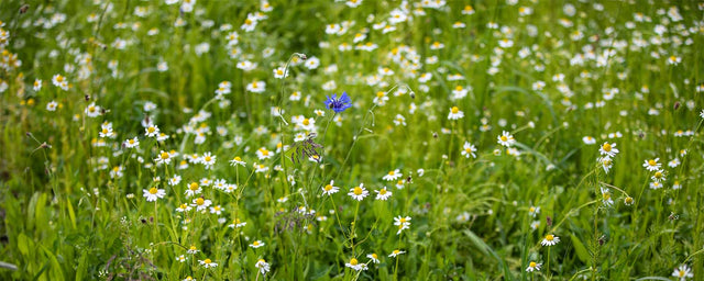 <h2>Help je paardenweide de zomer door</h2>