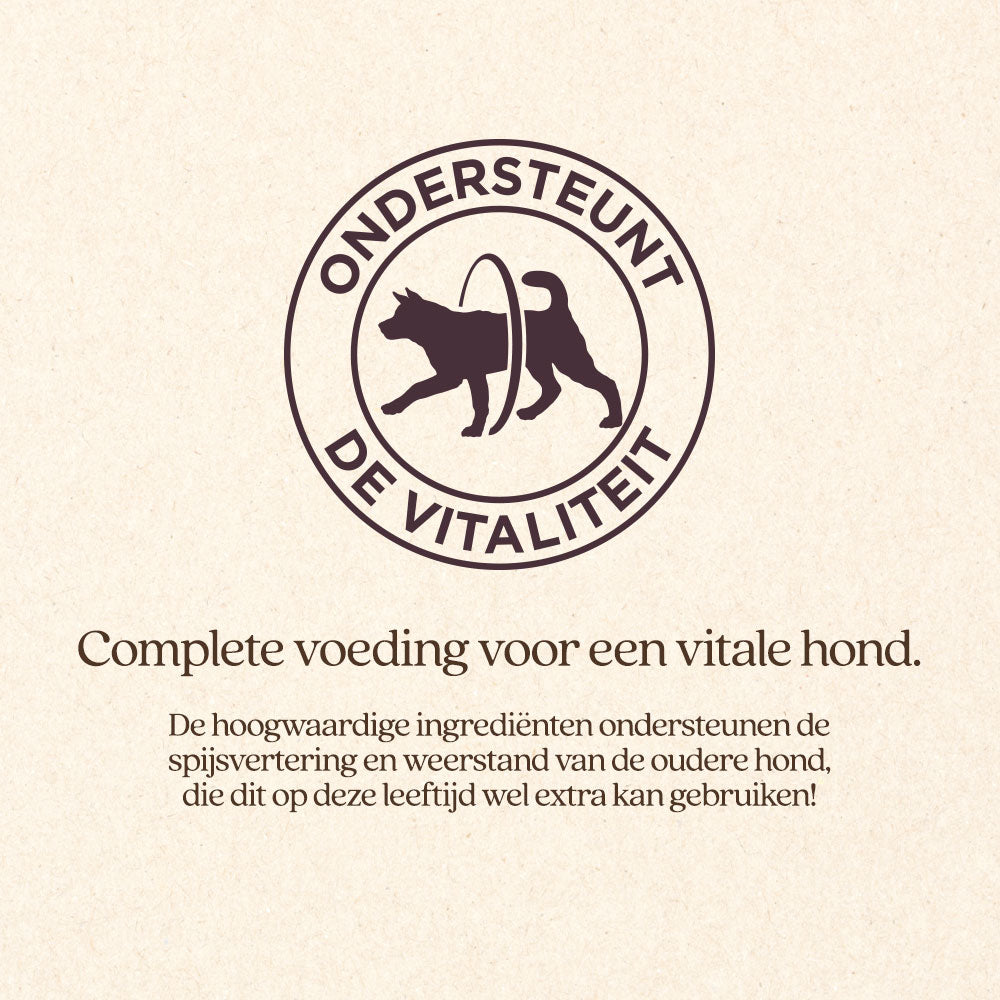 Hond Senior Mini Brok