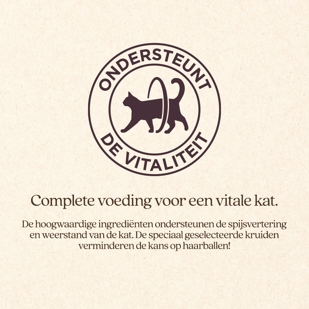 Kat Adult Met Kip Brok