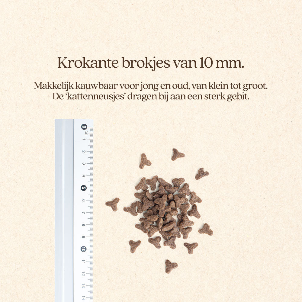 Kat Adult Met Kip Brok